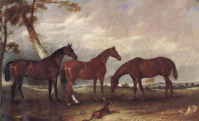 unknow artist Some Horses oil painting image